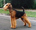 120px-airedale_terrier.jpg