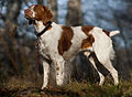 120px-american_brittany_standing.jpg