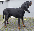 120px-black_and_tan_coonhound.jpg