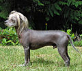 120px-chinese_crested_dog.jpg