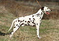 120px-dalmatian_liver_stacked.jpg