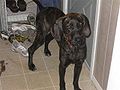 120px-plott_hound_caught_playing_with_shoes.jpg
