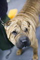 80px-chinese_shar-pei_westminster_dog_show.jpg