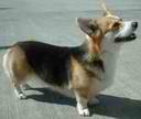 pembroke_welsh_corgi.jpg